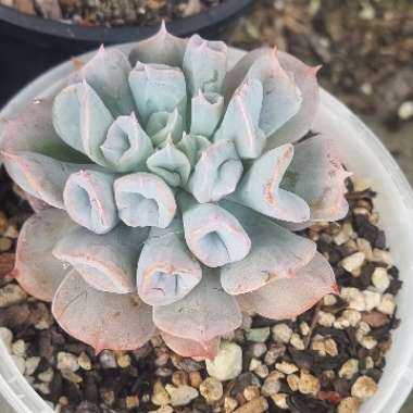 Echeveria Trumpet Pinky 