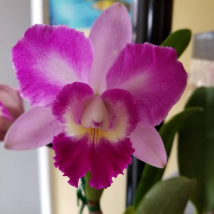 Plant image Cattleya labiata rubra 'Schuller'