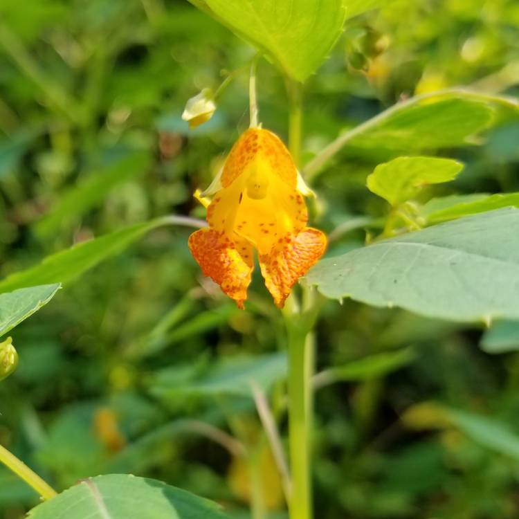 Plant image Impatiens capensis