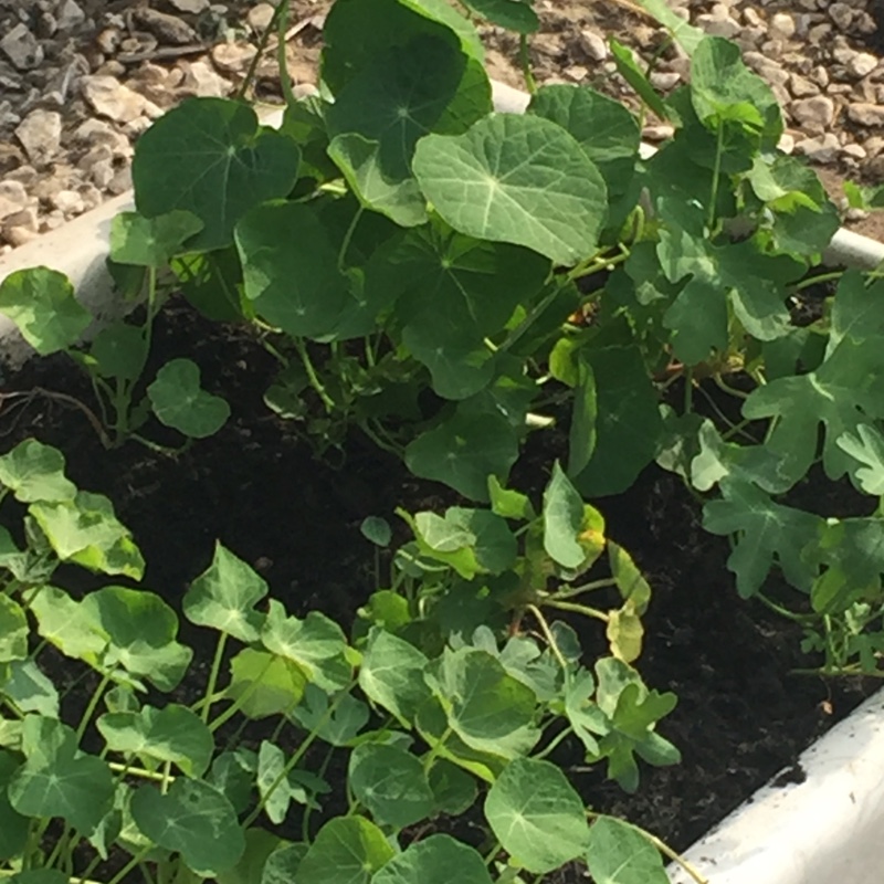 Nasturtium 'Whirlybird Orange'