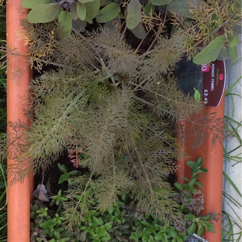 Fennel 'Giant Bronze'