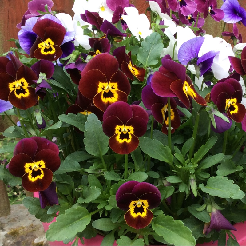 Horned Pansy 'Rocky Mickey'