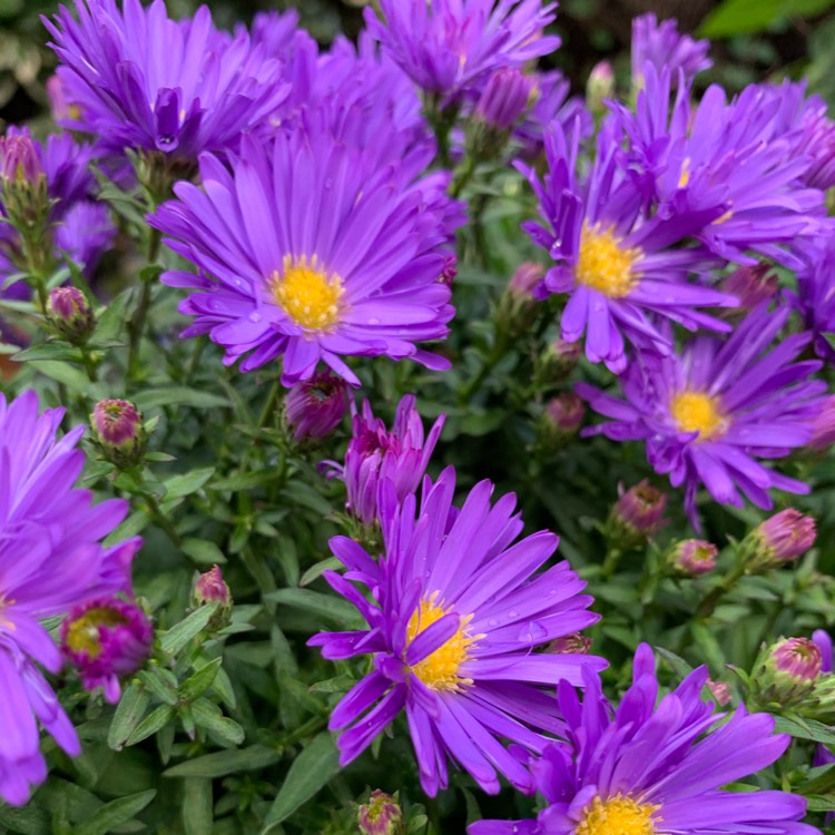 Plant image Aster novi-belgii 'Samoa'