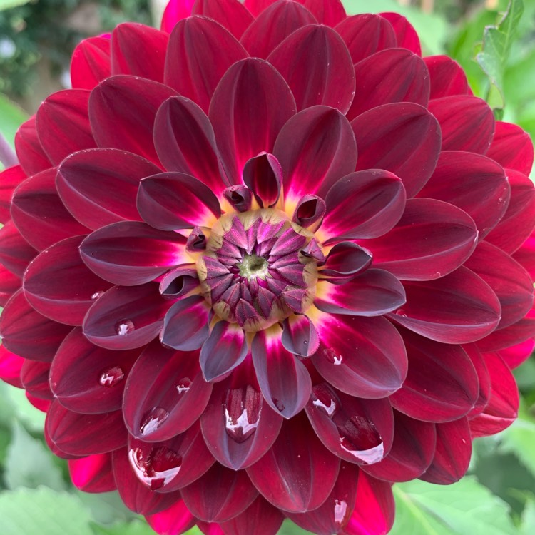 Plant image Dahlia 'Bluebird'