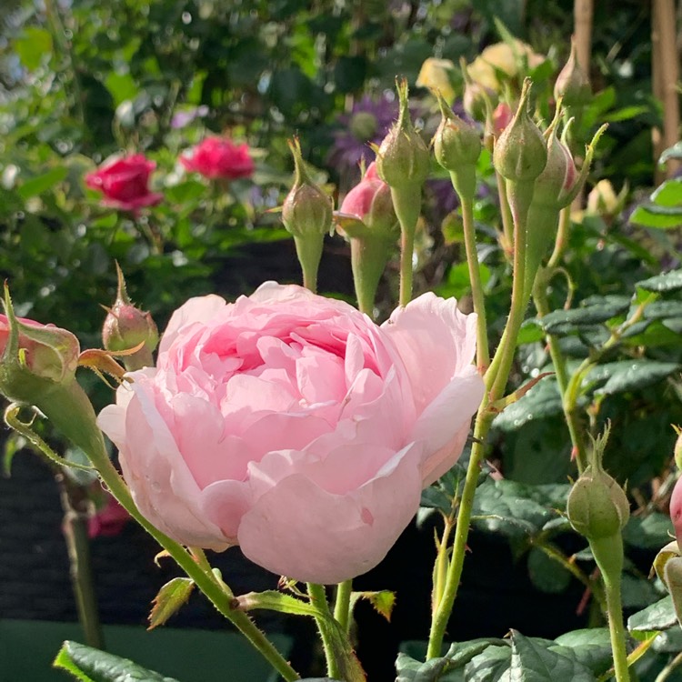 Plant image Rosa 'Scepter'd Isle'