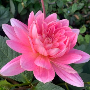 Dahlia (Border Varieties)