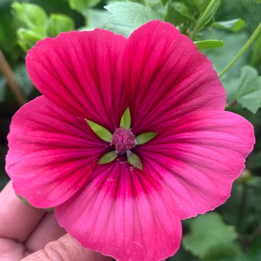 Malope trifida 'Vulcan'