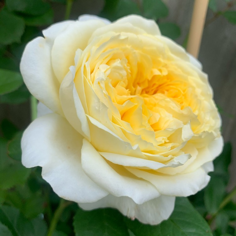 Plant image Rosa 'Auswalker' syn. Rosa 'The Pilgrim', Rosa 'Gartenarchitekt Gunther Schulze'