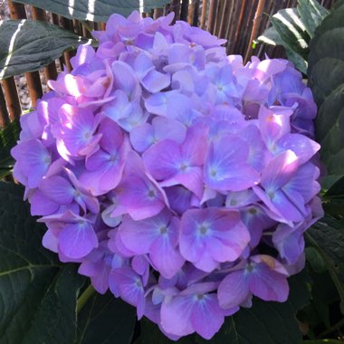 Hydrangea