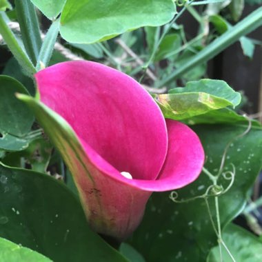 Zantedeschia rehmannii