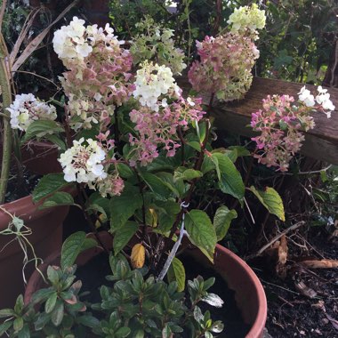 Hydrangea paniculata 'Silver Dollar'