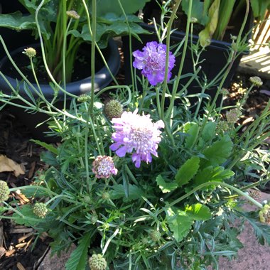 Scabiosa caucasica