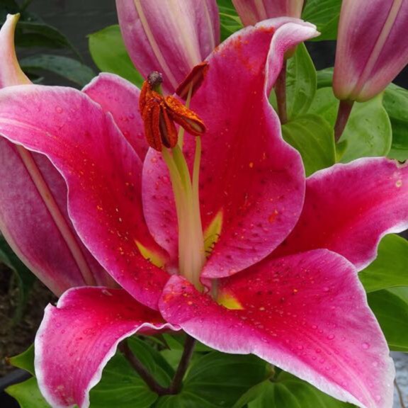 Plant image Lilium 'Starlight Express'