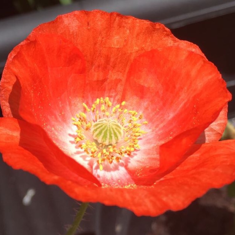 Plant image Papaver somniferum 'Falling In Love'