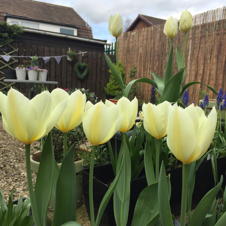 Plant image Tulipa 'Purissima' syn. Tulipa 'White Emperor'