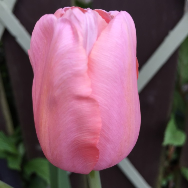 Plant image Tulipa 'Menton'