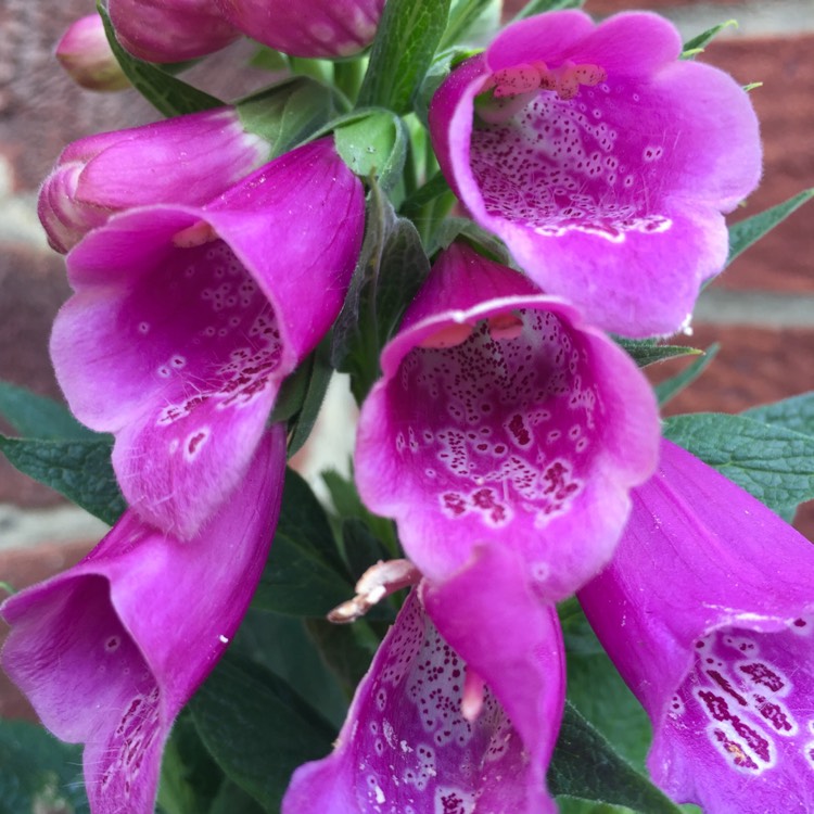 Plant image Digitalis purpurea 'Excelsior Hybrid Mixed'