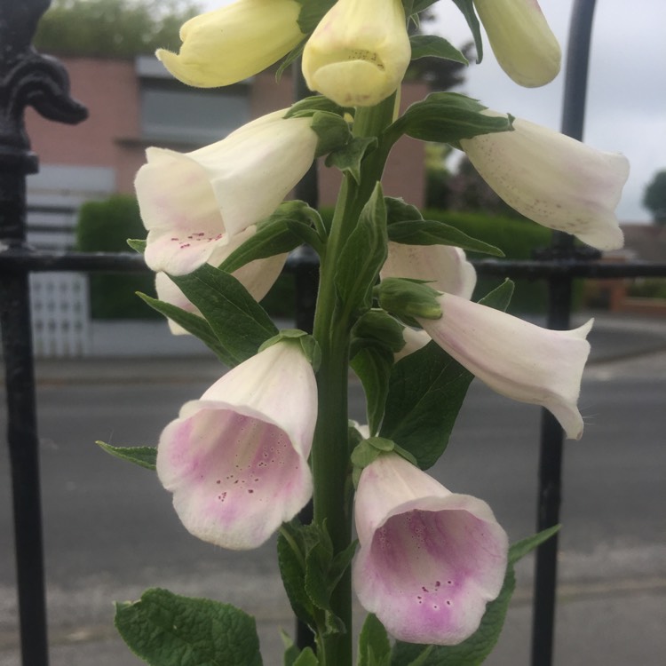 Plant image Digitalis purpurea 'Excelsior Hybrid Mixed'