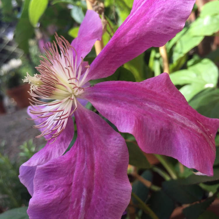 Plant image Clematis 'Voluceau'