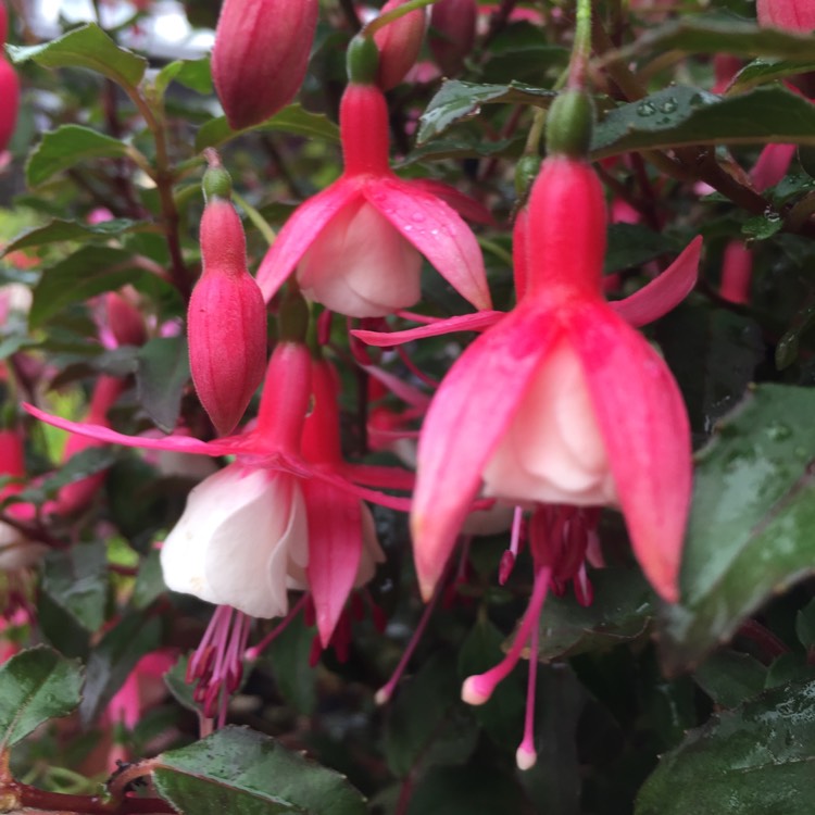 Plant image Fuchsia 'Alice Hoffman'