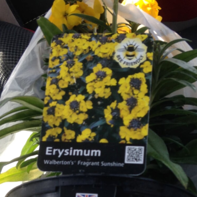 Plant image Erysimum 'Walfrasun' syn. Erysimum 'Walberton's Fragrant Sunshine'