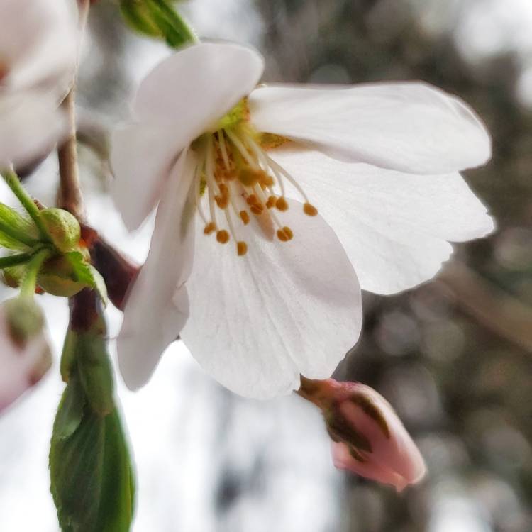 Plant image Prunus 'Beni-Yutaka' syn. Prunus 'Matsumae-beni-yutaka'