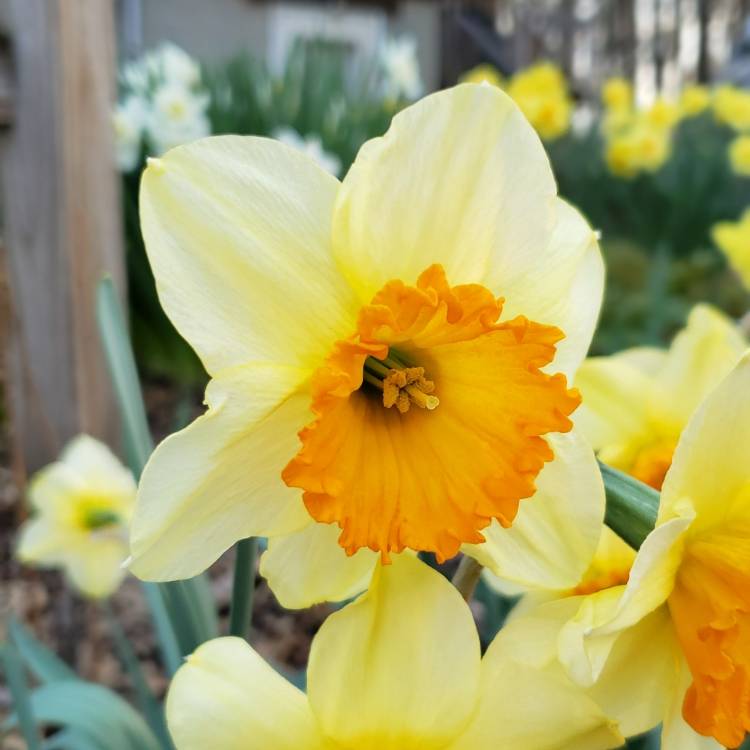 Plant image Narcissus 'Home Fires'