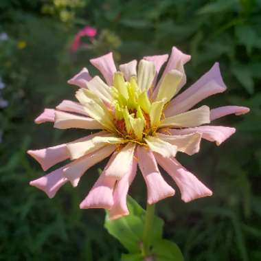 Zinnia