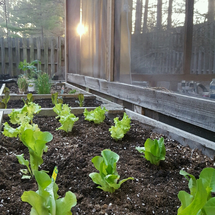 Plant image Lactuca Sativa 'Buttercrunch'