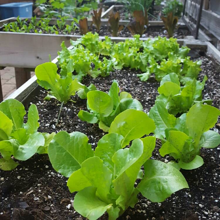 Plant image Lactuca Sativa 'Buttercrunch'