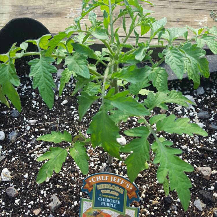 Plant image Solanum Lycopersicum 'Purple Cherokee'