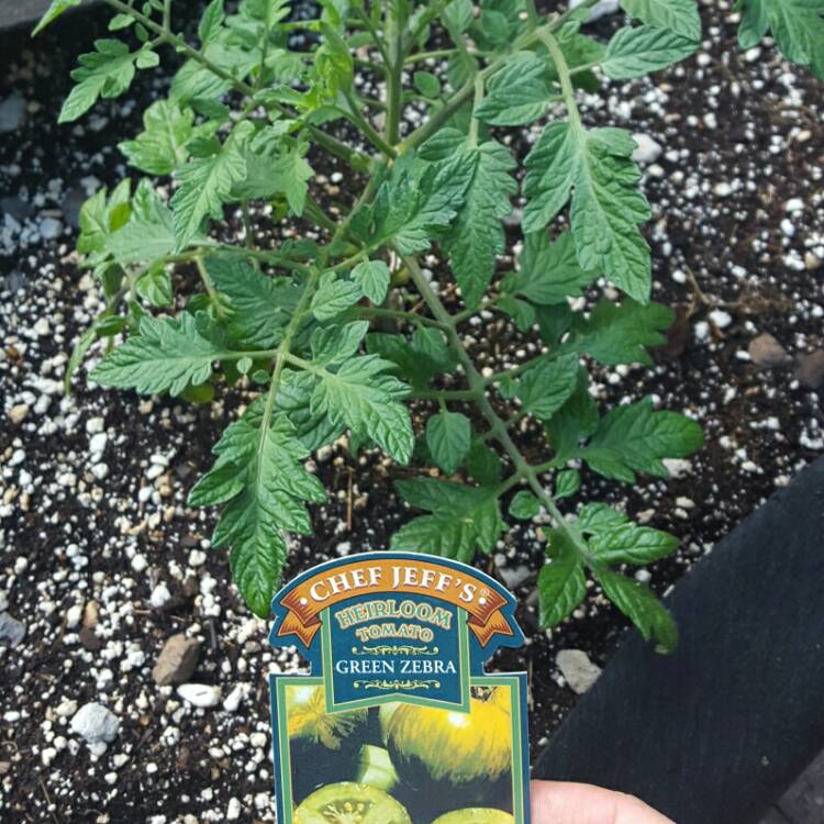 Plant image Solanum Lycopersicum 'Green Zebra'