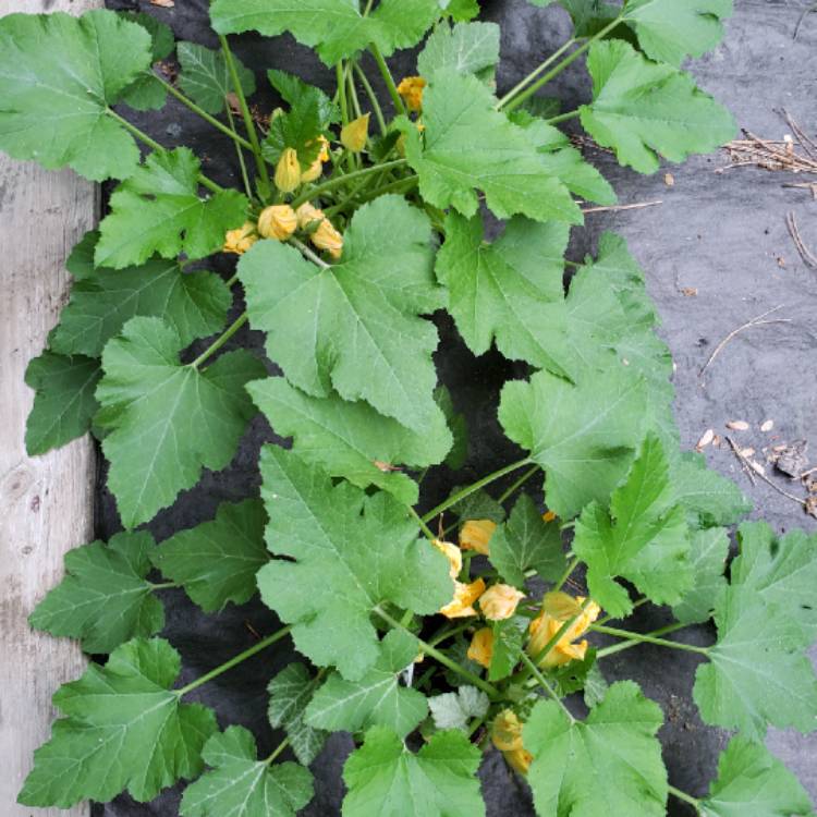 Plant image Cucurbita Pepo var. Cylindrica 'All Green Bush'