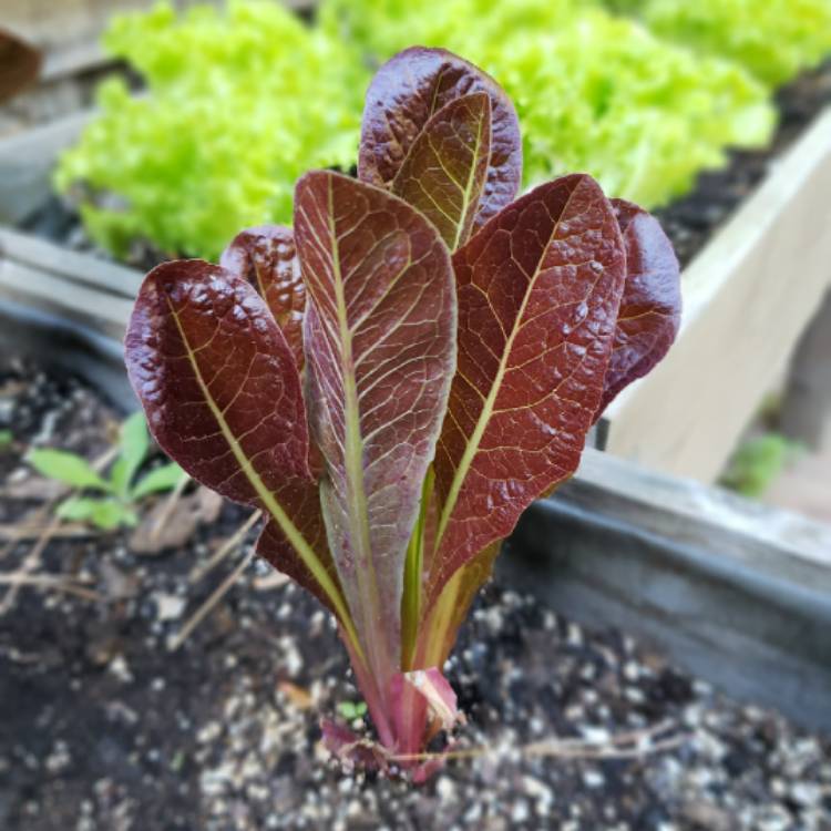 Plant image Lactuca Sativa var Longifolia 'Ovired'