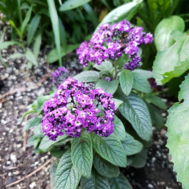 Plant image Heliotropium arborescens 'Marine'