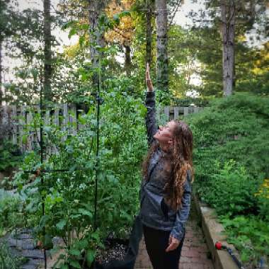 Solanum Lycopersicum 'Mortgage Lifter'