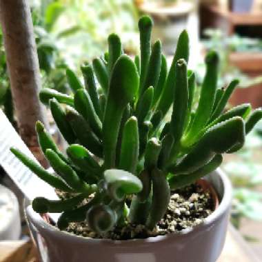 Crassula ovata 'Gollum'