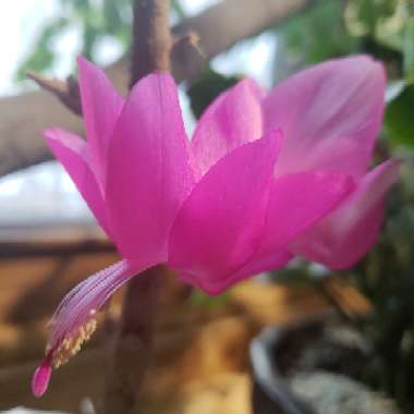 Schlumbergera truncata