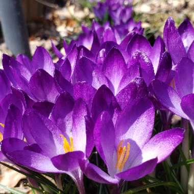 Crocus