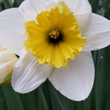 Narcissus 'Queen Fiona'