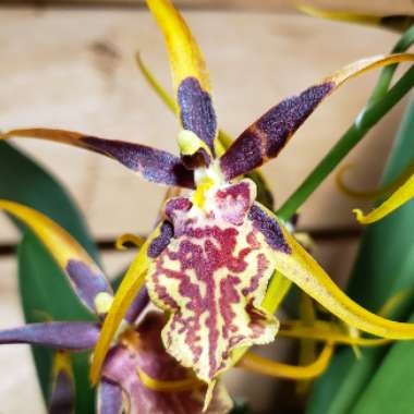 Odontoglossum bratonia 'Summerdream'