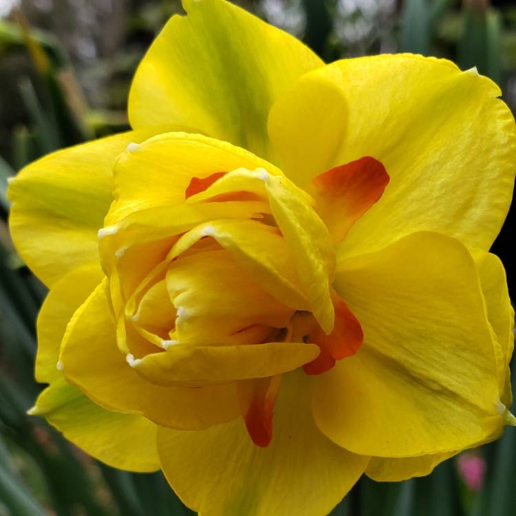 Plant image Narcissus 'Tahiti'