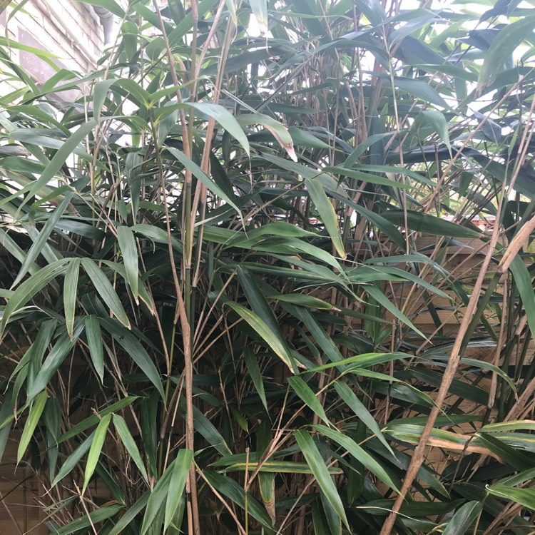 Pseudosasa japonica syn. Arundinaria japonica, Arrow bamboo - uploaded ...