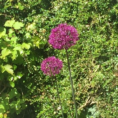 Allium