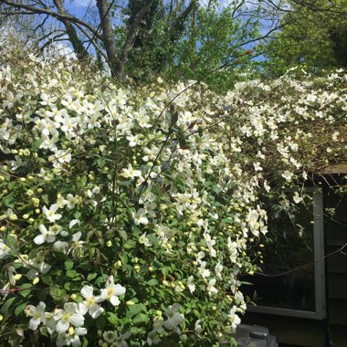 Clematis (Pruning Group 1 - Early Flowering Cultivars)