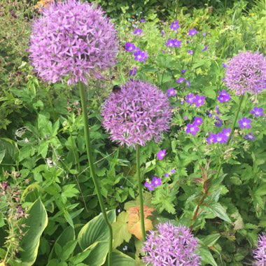 Allium