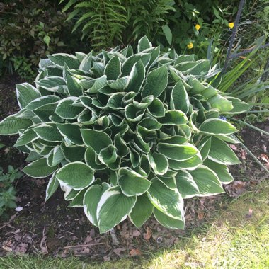 Plantain Lily 'Aureomarginata' (ventricosa)