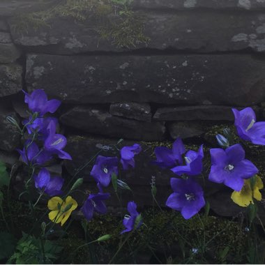 Bearded Bellflower