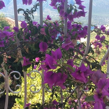 Bougainvillea