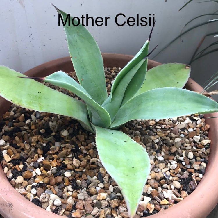 Plant image Agave Celsii Multicolour